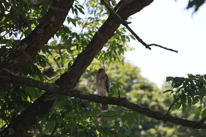 hawks